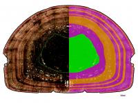 Cross section of a Massospondylus carinatus thigh bone, showing the growth rings, similar to those of a tree