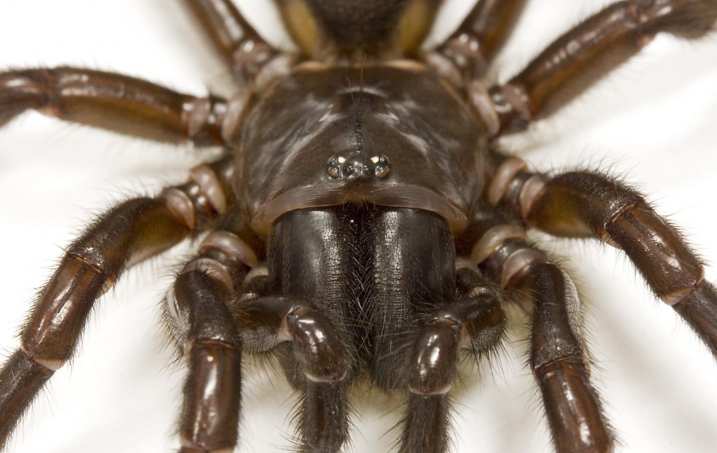 Darling Downs Funnel-Web Spider