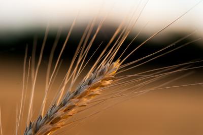 Close-Up of a Head of Wheat