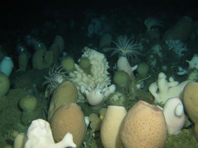 Glass Sponge Community