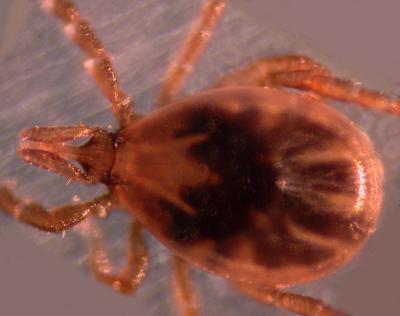 Blacklegged Tick Under Microscope