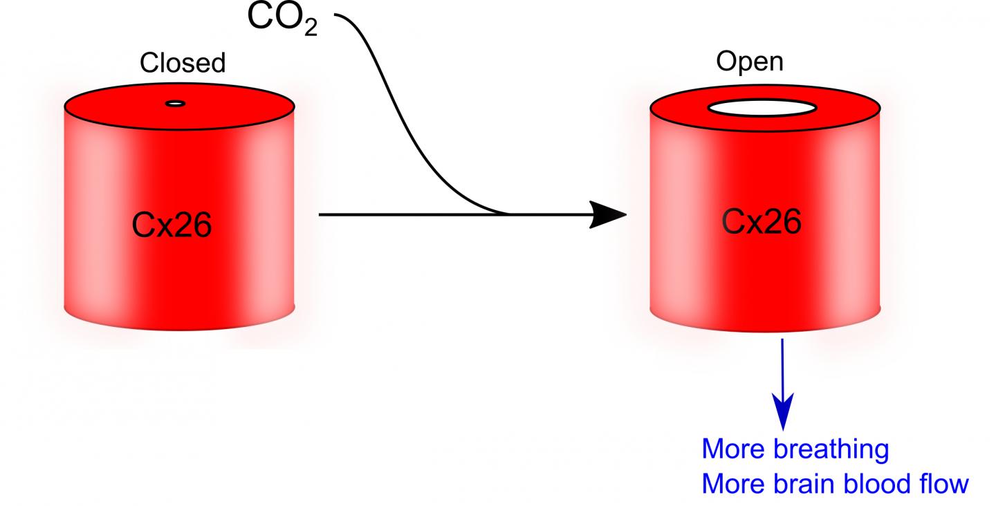 Diagram of Cx26 Molecule