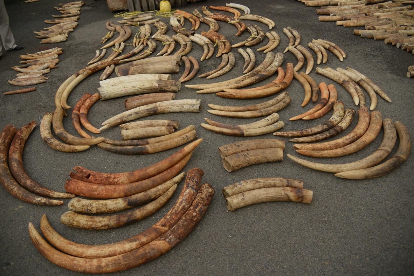 Tusk Pairs from a Seized Shipment