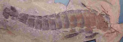 Sea Scorpion Specimen From Yale University Collections