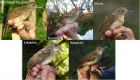 The different subspecies of Sulawesi babblers resident on each island