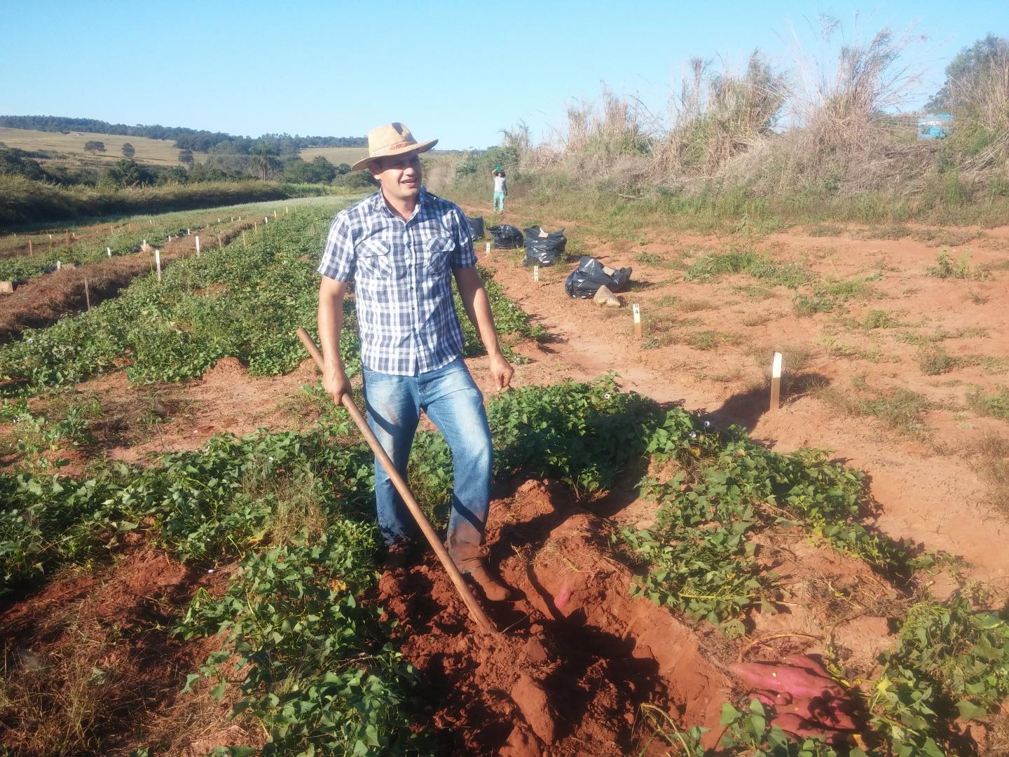 Sweet Potato Harvest