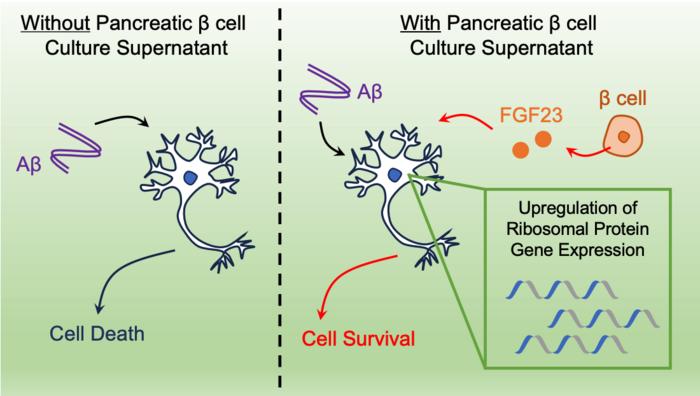 graphic summary of Pancreas cells secrete neuroprotective factor