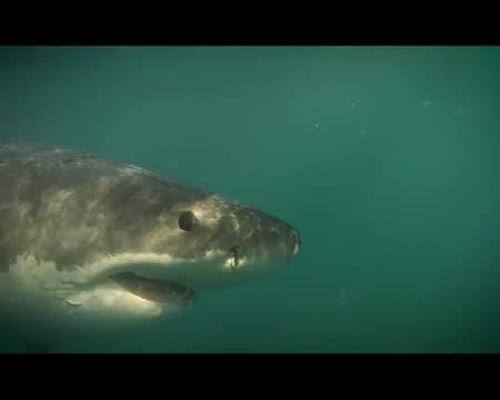 New Software Will Standardize Data Collection For Great White Sharks