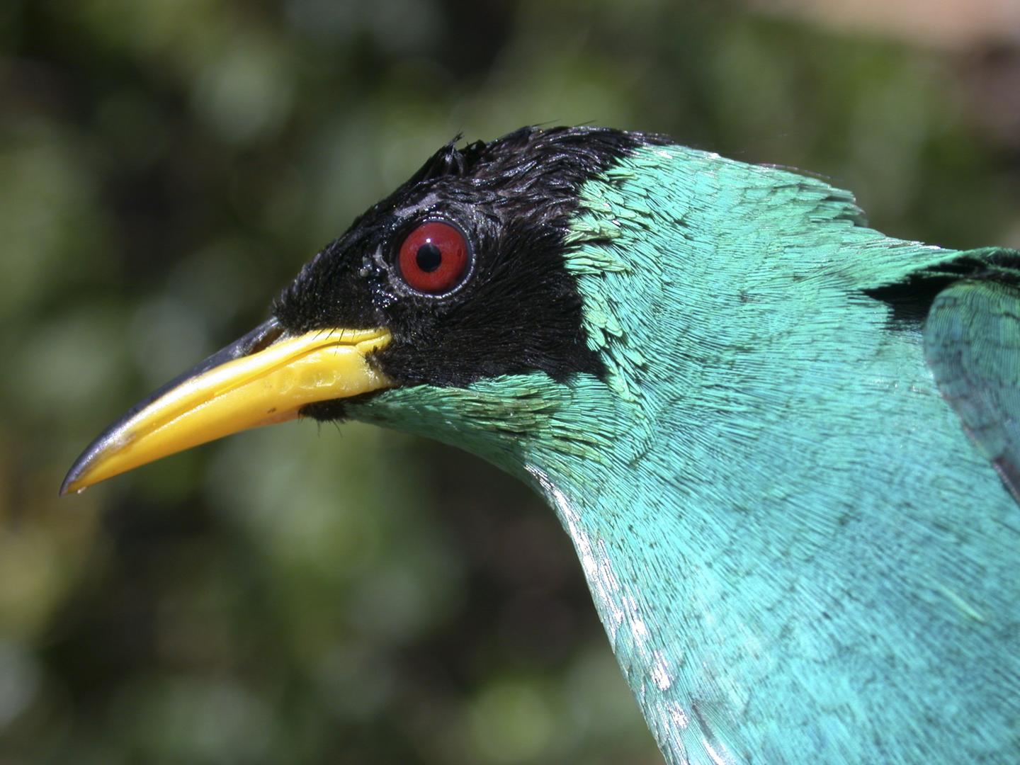 <i>Chlorophanes spiza</i>