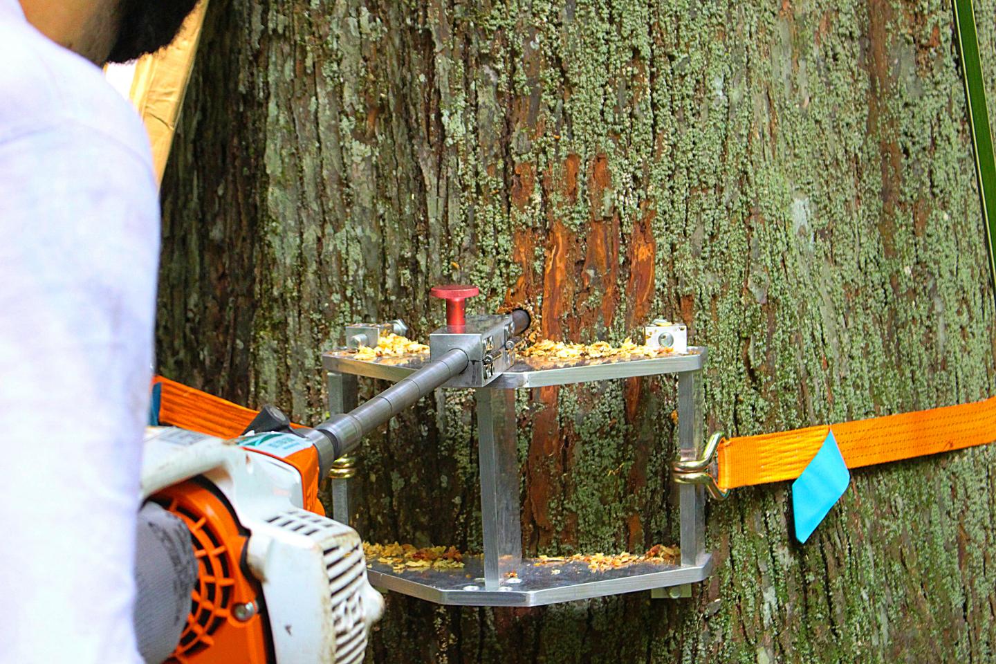 Researchers Sampling a Brazil Nut Tree