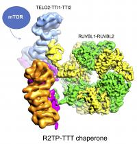 Structure of TELO2-TTI1-TTI2 proteins (article), together with the rest of proteins that manages the assembly of mTOR