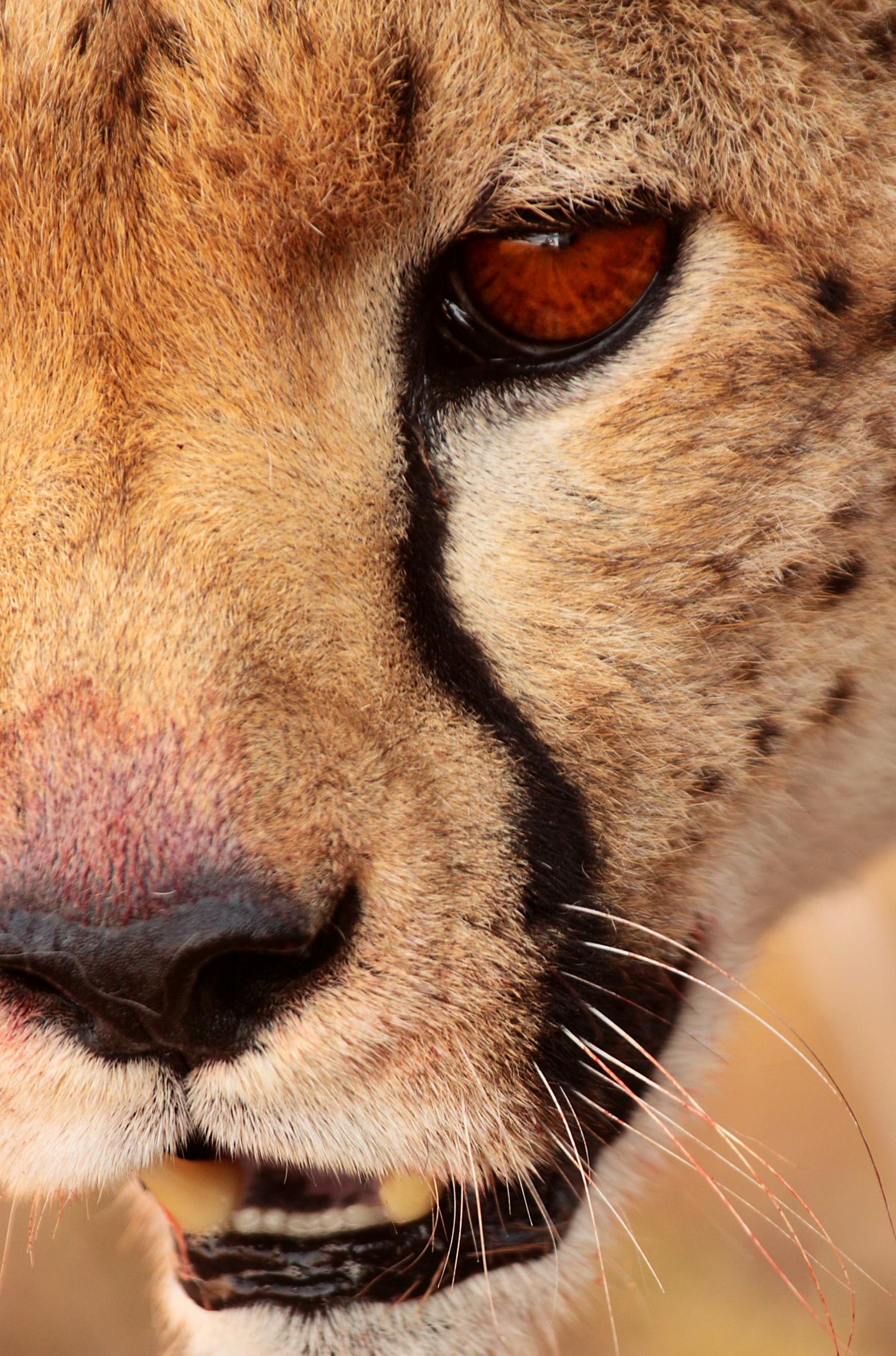 Cheetah face with tear marks