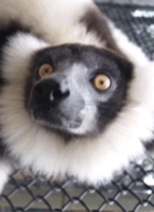 Lemur Gif