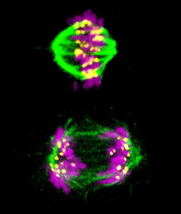 Scientists Figure Out How Cell Division Timer Works