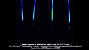 Spatio-temporal expression pattern of the NSP1 gene