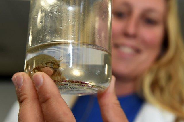 Microplastics Affect Sand Crabs' Mortality and Reproduction