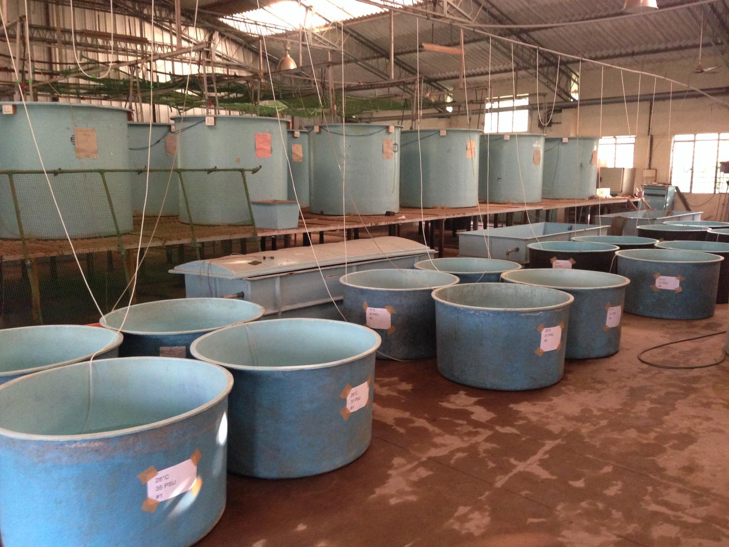 Mussel Farms, South India