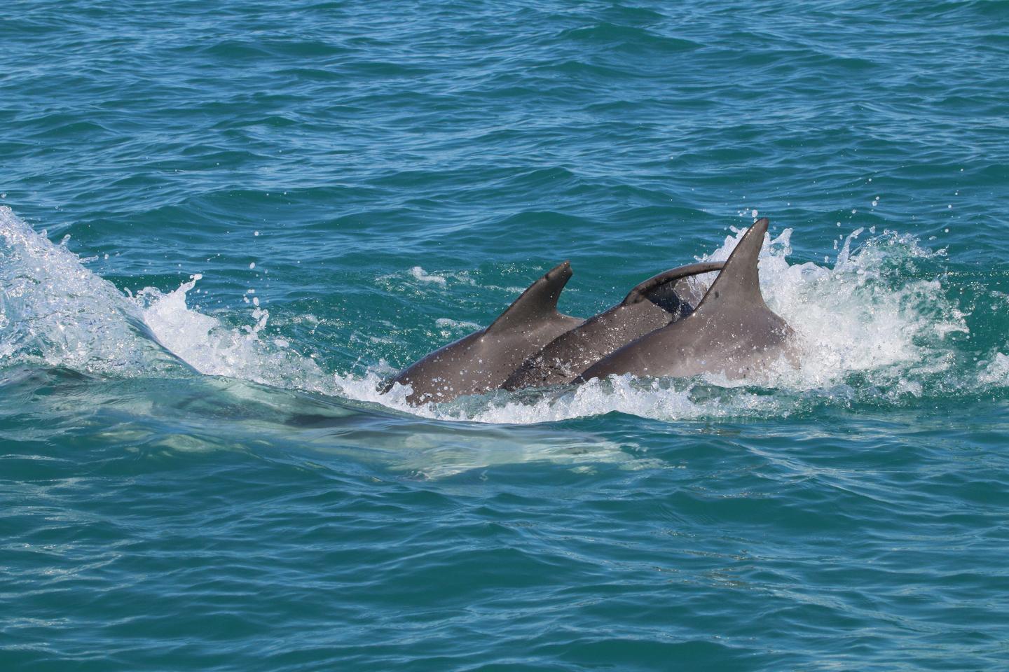 Male Dolphins