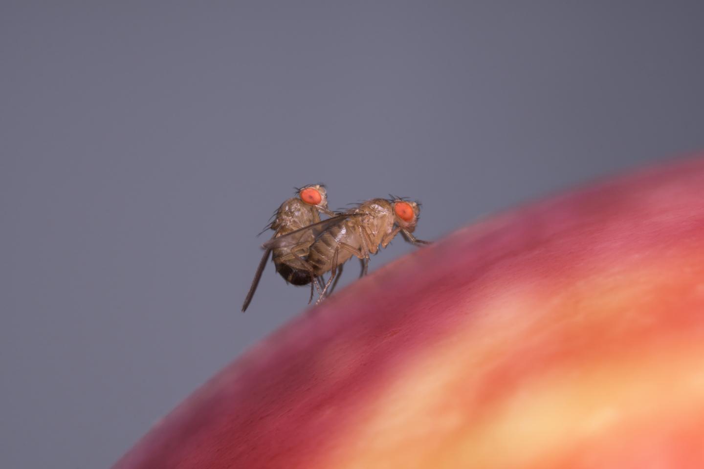 Mating Flies