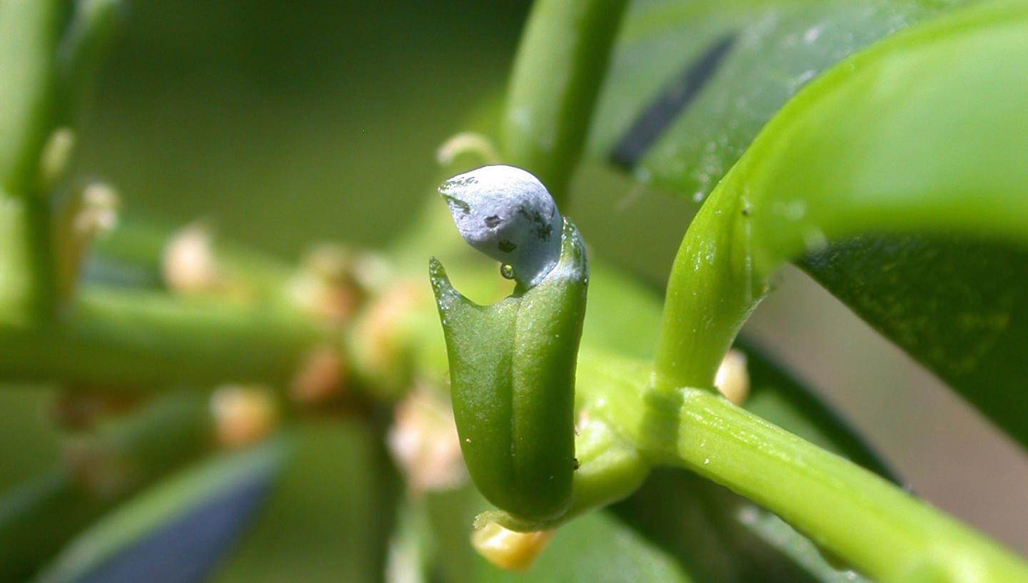 Pollination by Flotation