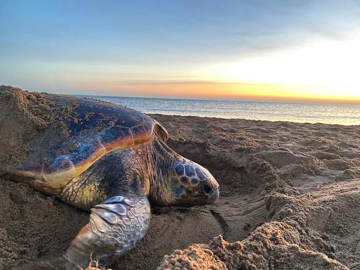 A loggerhead turtle nesting