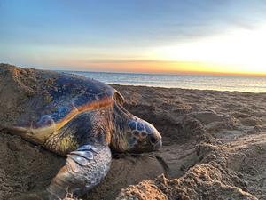 A loggerhead turtle nesting