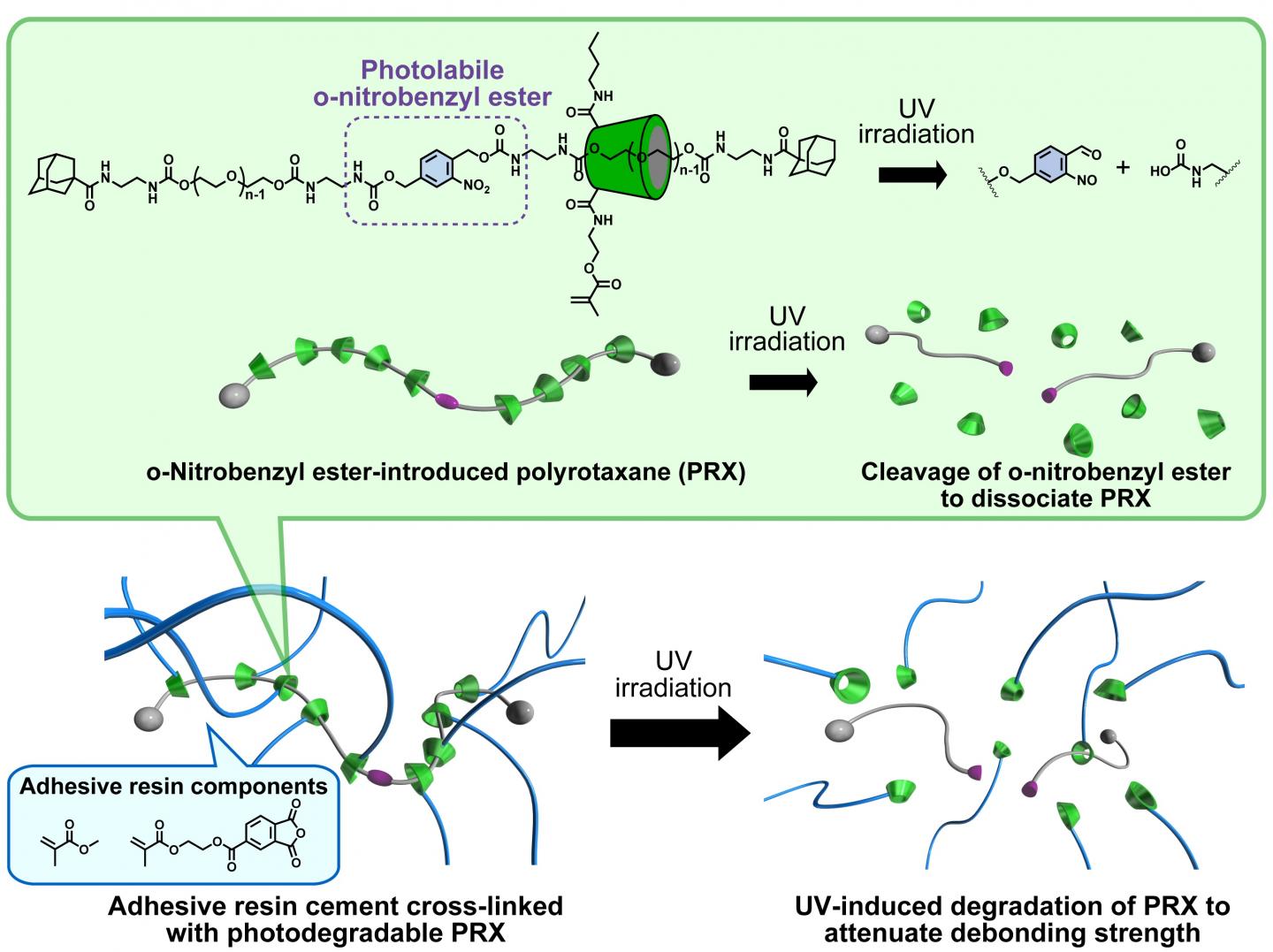 UV light-embrittled dental resin cement containing photodegradable polyrotaxane cross-linkers.