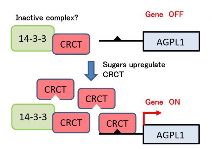 Figure 2: Hypothesized CRCT-mediated mechanism for starch synthesis regulation