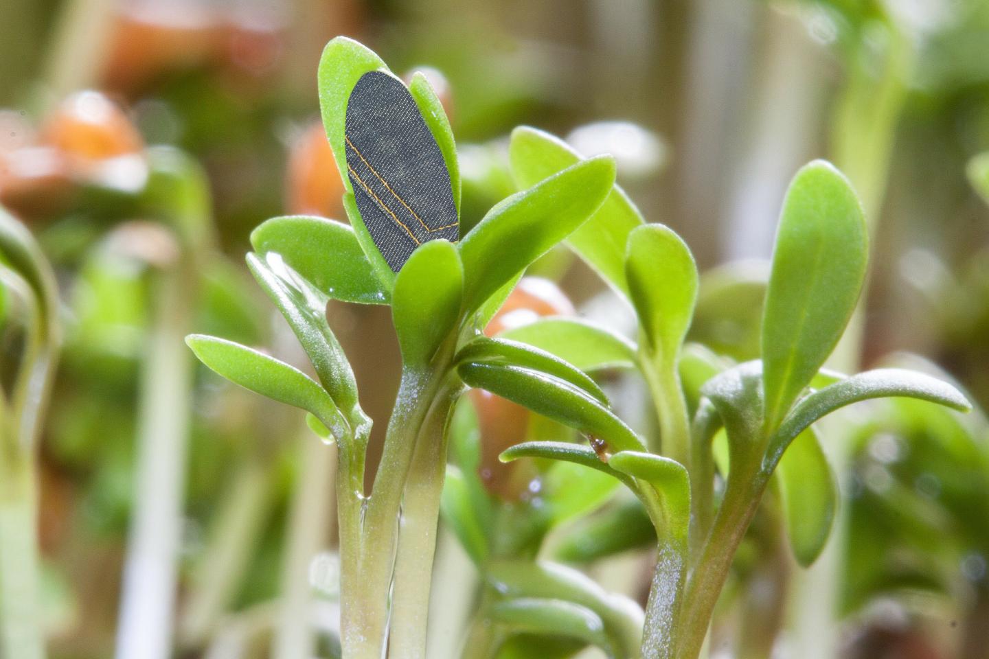 Blue Gene Regulation Helps Plants Respond Properly to Light