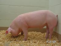 Pig Born with Cystic Fibrosis (3 of 3)