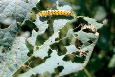 <i>Helicoverpa zea</i> Defoliation of Soybean