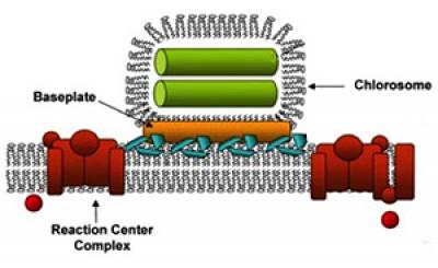 Green Bacteria's Photosystem