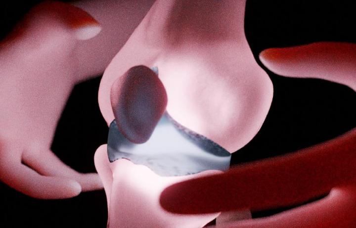 Joint Illustration with Articular Cartilage