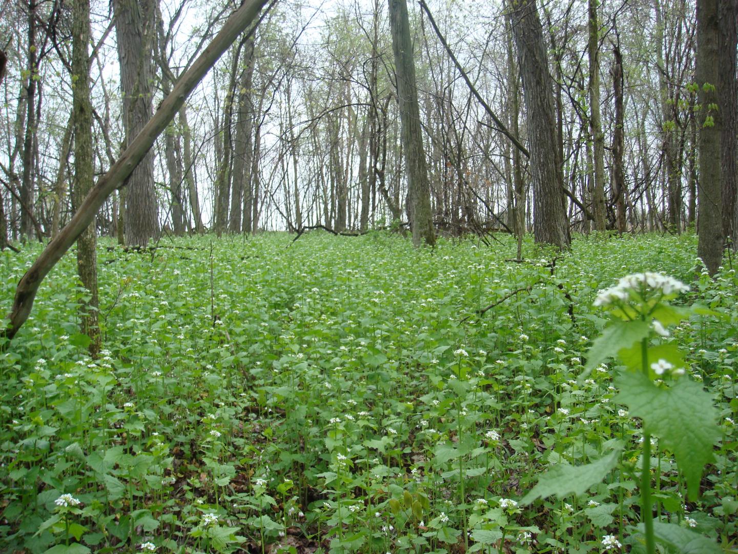 Garlic Mustard Invasion