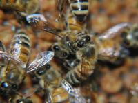 Allogrooming Honeybee