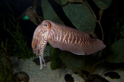 Cuttlefish