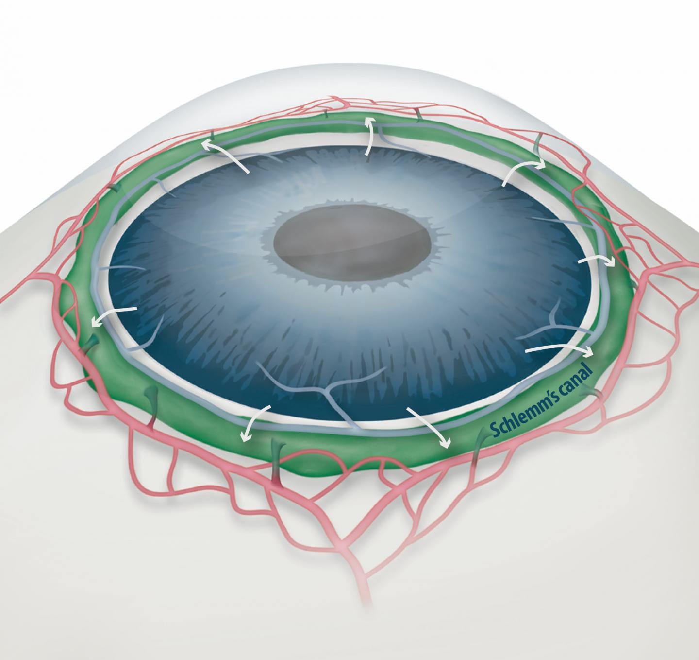 Schlemm's Canal Position Inside the Eye
