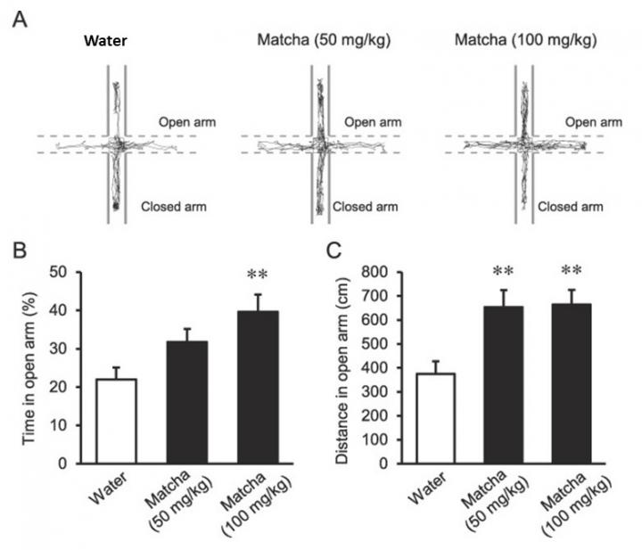 Matcha Reduced Anxious Behavior in Mice