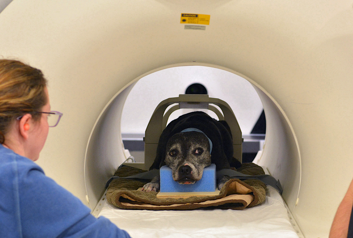 A dog lays down in an MRI machine.