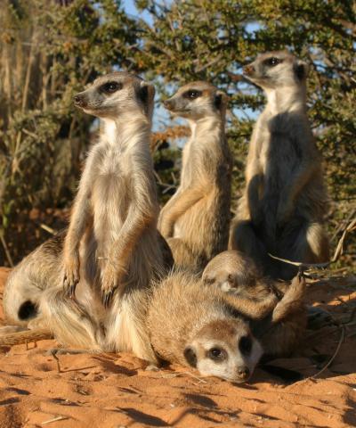 Meerkats