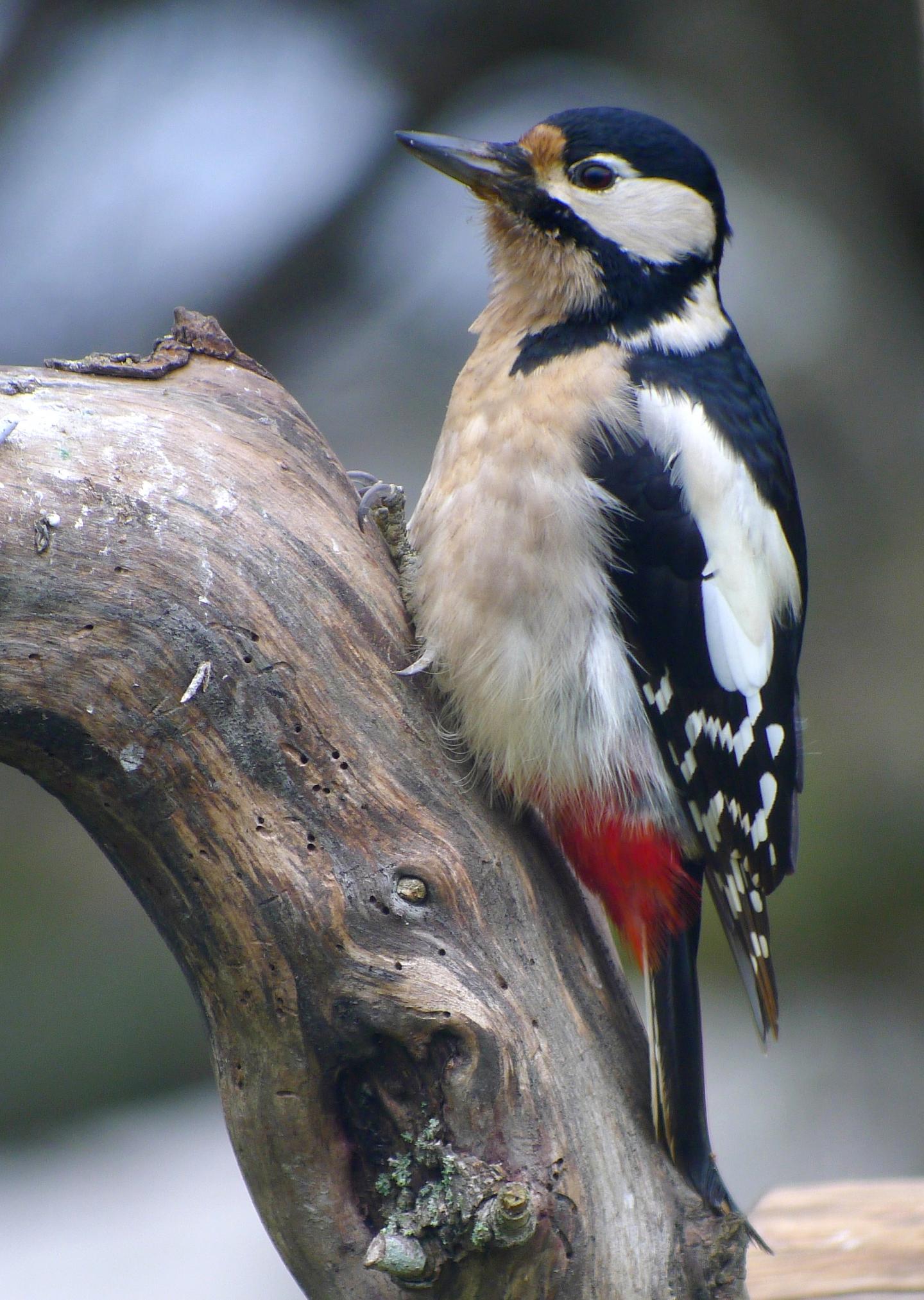 Great Spotted Woodpeckers May Recognize Each other Individually by Drumming Rhythms