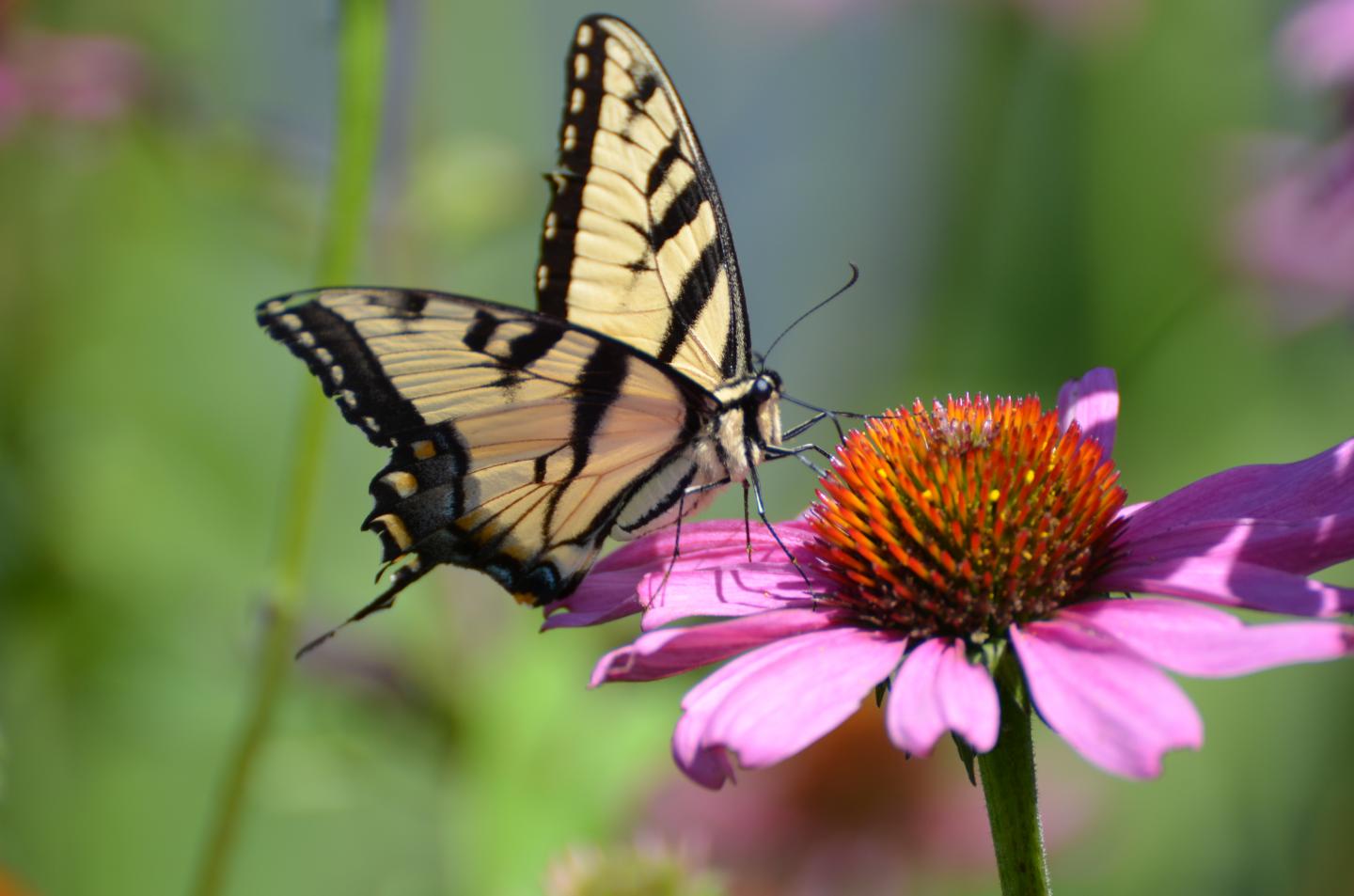 Swallowtail Butterfly