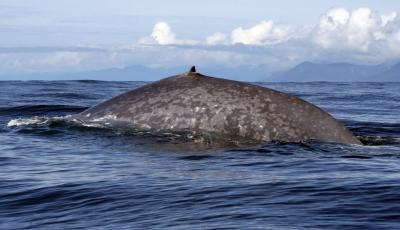 Blue Whale Pigmentation Patterns