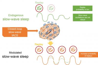 Stimulation Boosts Memory Consolidation