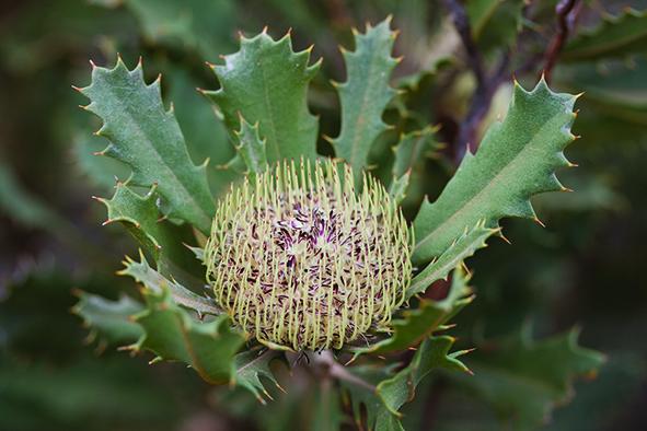 <i>Banksia fuscobractea</i>