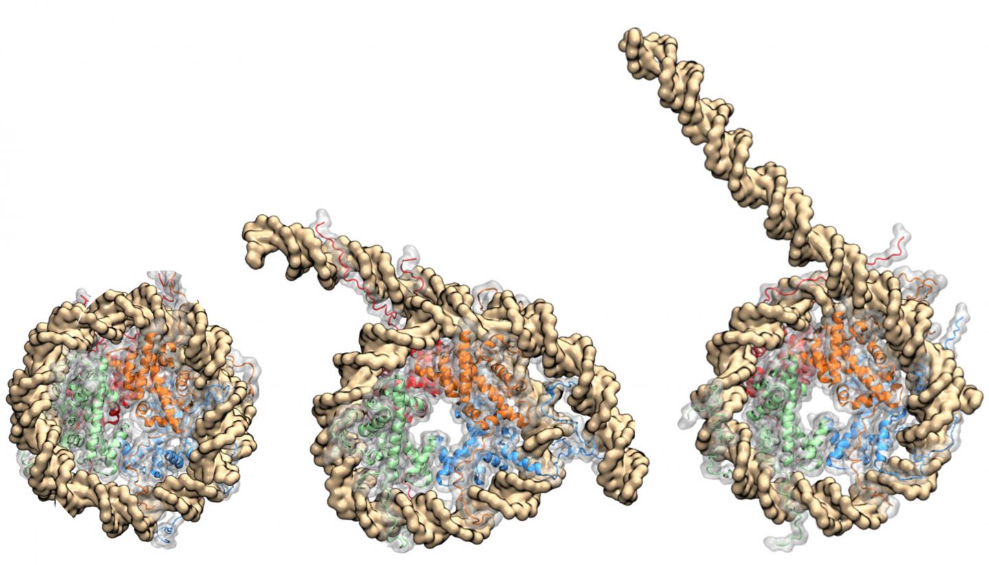 Nucleosome Coiled in DNA