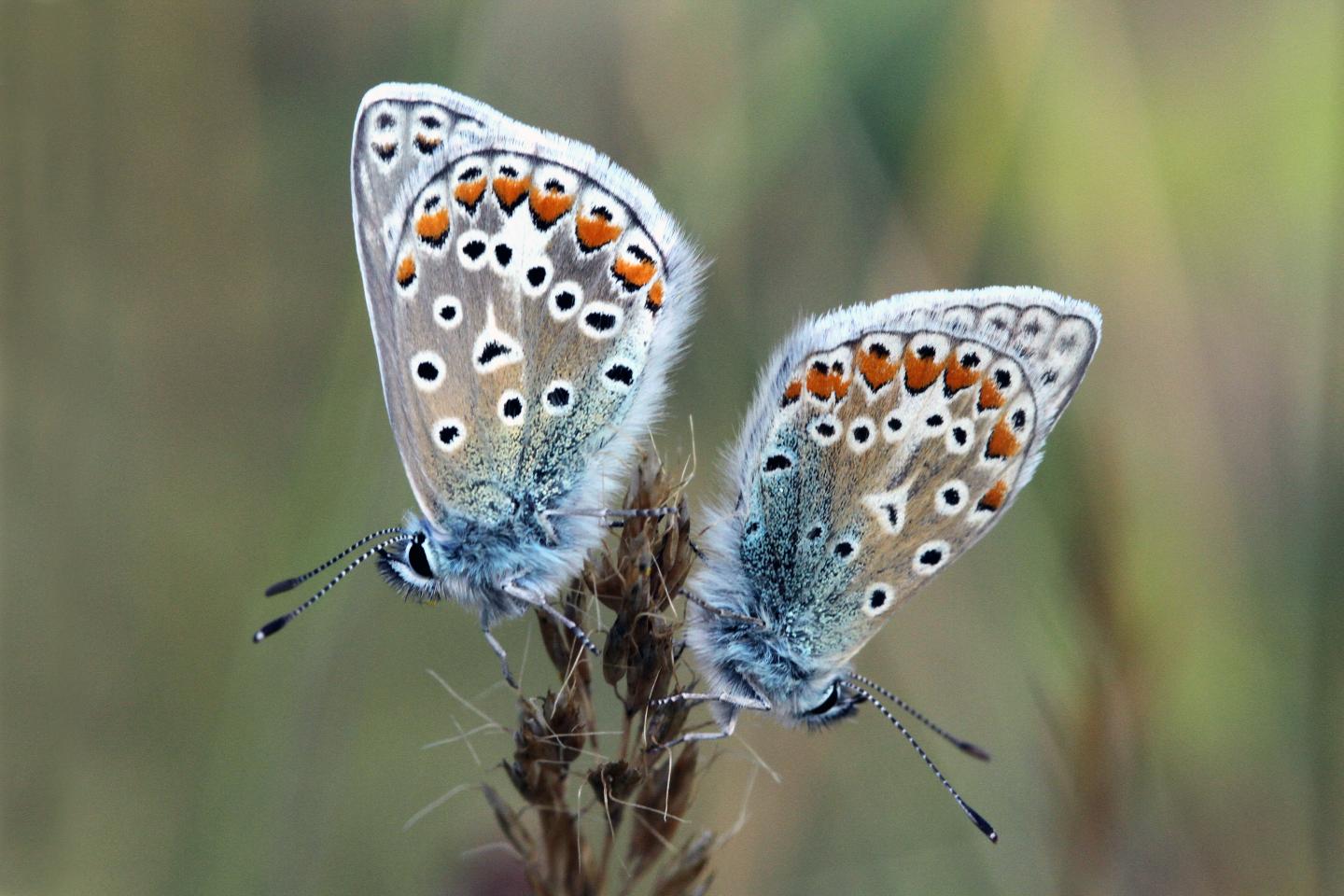 Common Blue Butterfly