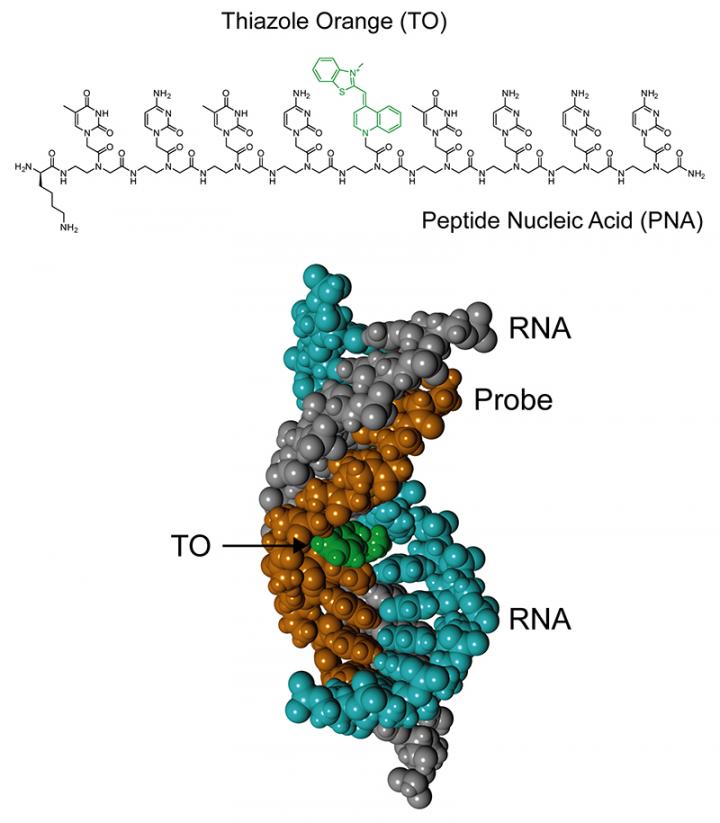 New Analytical Tool for Fluorescence Detection of Double-Stranded RNA