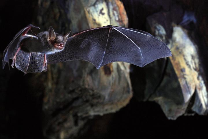 Greater Mouse-Eared Bat