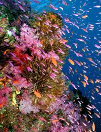 Soft Corals, Crinoids and Anthias Fish